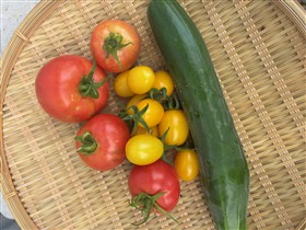 田中農園（夏の収穫）