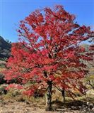 田代原紅葉