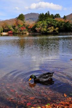 おしどりの池