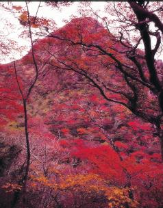 雲仙岳