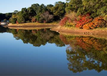 雑木紅葉　諏訪の池