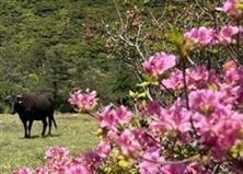 ミヤマキリシマと牛