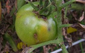 幼虫によるトマトの被害果