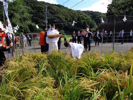 奉耕者稲刈り