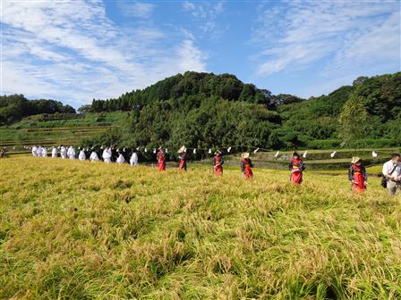 刈女、田男稲刈り