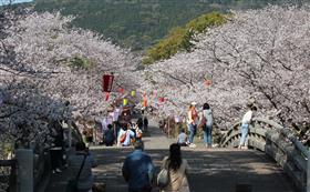 約800本の桜が咲き誇る橘公園