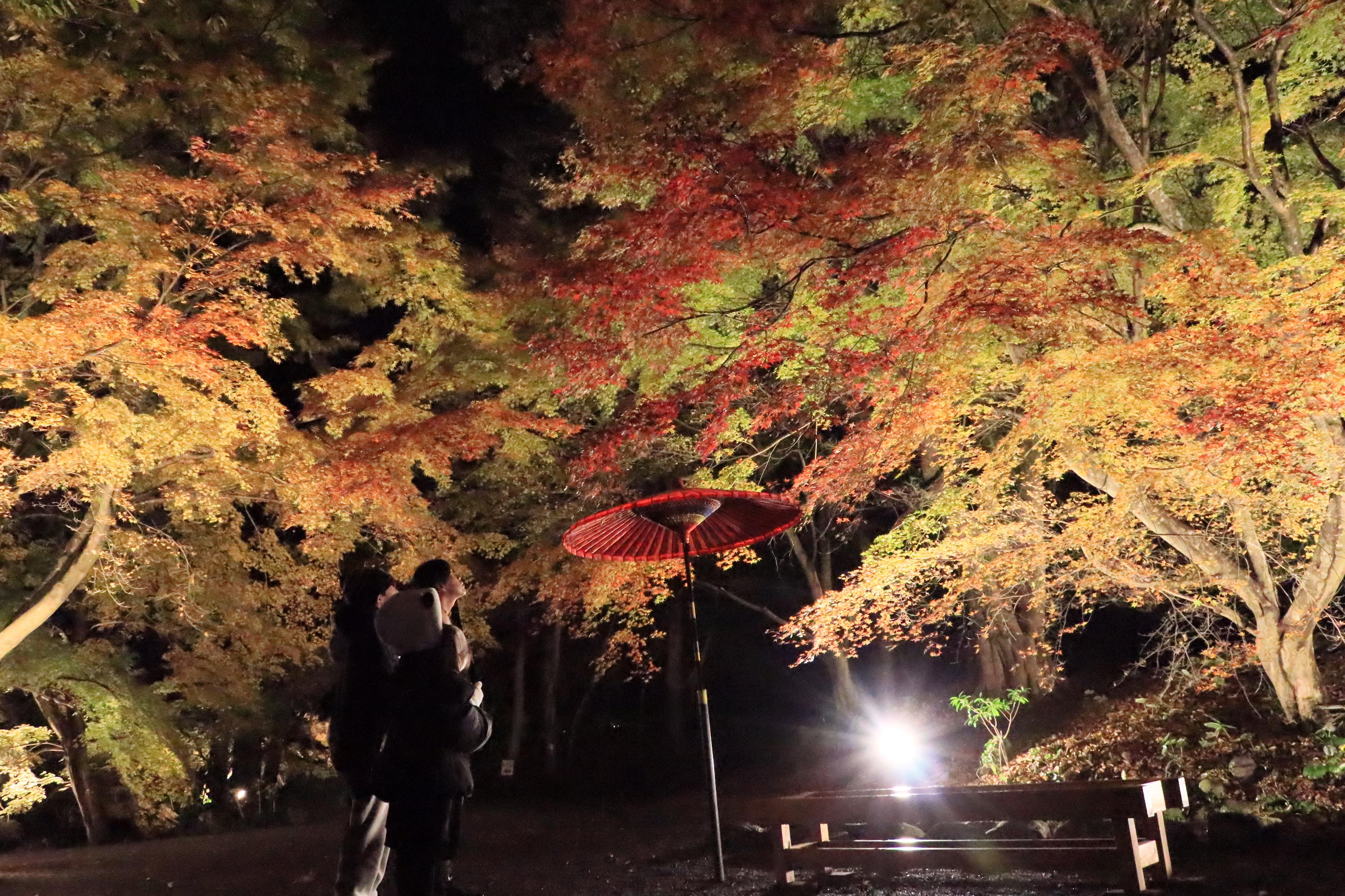 紅葉を見上げる家族連れ