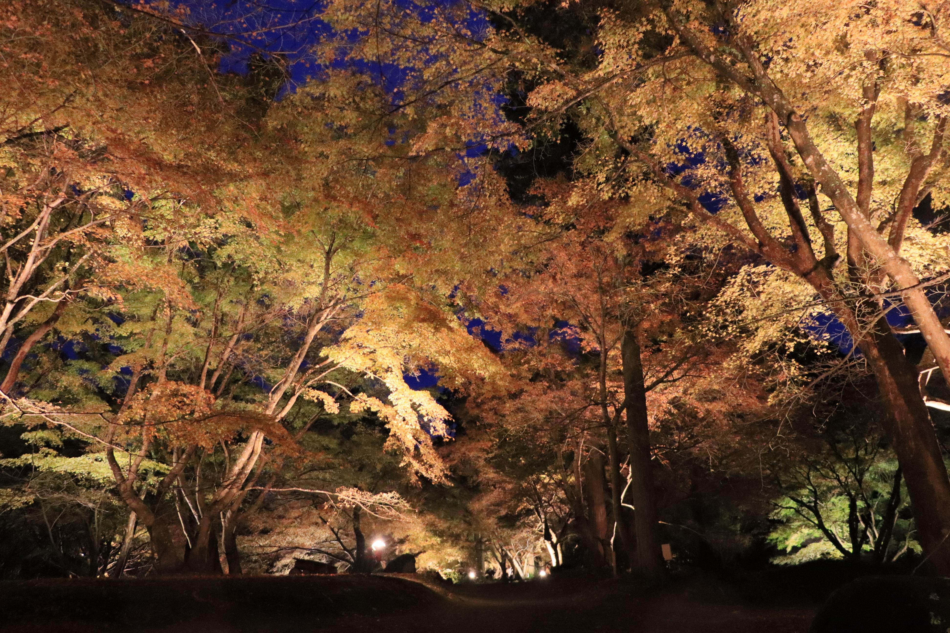 紅葉01
