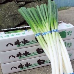 八斗木白葱