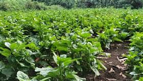 在来種野菜種採り農業イメージ1