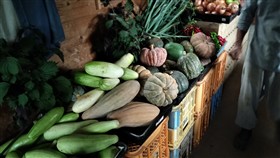 在来種野菜種採り農業イメージ2