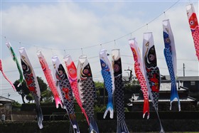 こいのぼり4